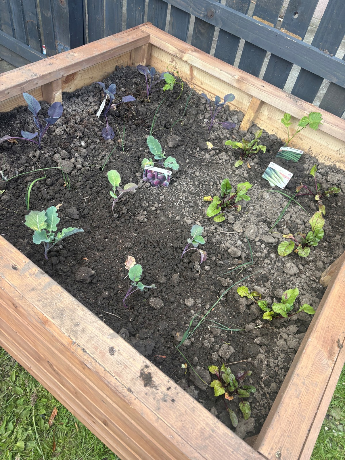 A freshly planted raised bed at the Wee Haven Community Garden